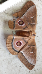 Gonimbrasia belina