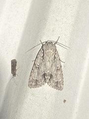 Acronicta laetifica