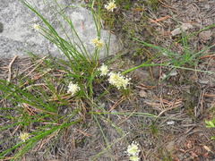Juncus chlorocephalus