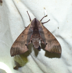 Marumba gaschkewitschii