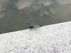 Orthetrum albistylum