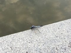 Orthetrum albistylum