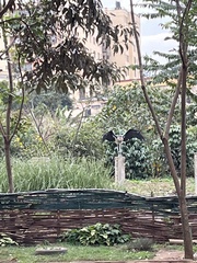 Leptoptilos crumenifer