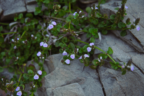 Justicia procumbens iNat (2)