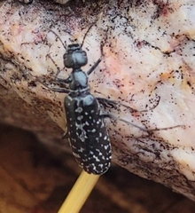 Epicauta maculata-group