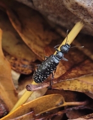 Epicauta maculata-group