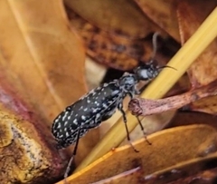 Epicauta maculata-group