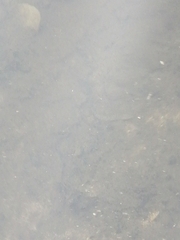 Cobitis paludica