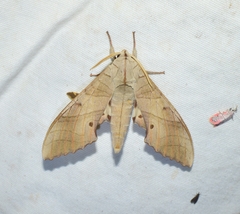 Marumba sperchius