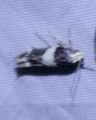 Recurvaria leucatella