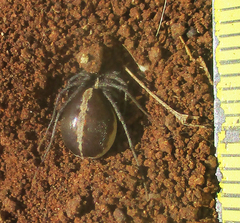 Ammoxenus