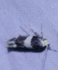 Recurvaria leucatella