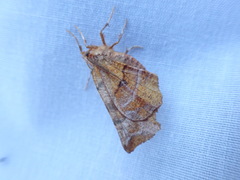 Selenia alciphearia