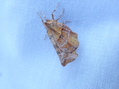 Selenia alciphearia