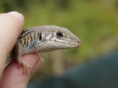 Gerrhosaurus nigrolineatus