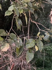 Celtis iguanaea