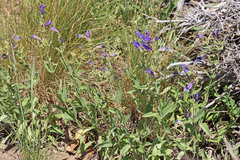 Penstemon radicosus