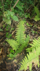 Arthropteris monocarpa