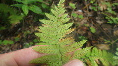 Arthropteris monocarpa