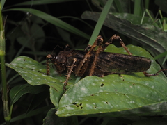 Anabropsis parallela