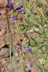 Penstemon radicosus