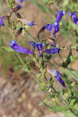 Penstemon radicosus