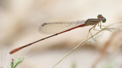 Leptobasis vacillans