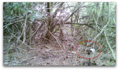 Prunella modularis occidentalis