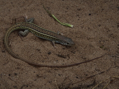 Gerrhosaurus nigrolineatus