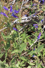 Penstemon radicosus
