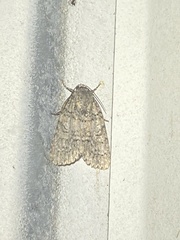 Acronicta modica