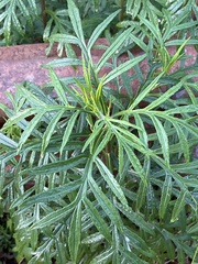 Senecio brasiliensis