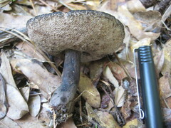 Tylopilus griseocarneus