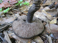 Tylopilus griseocarneus