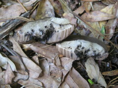 Tylopilus griseocarneus