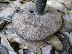 Tylopilus griseocarneus