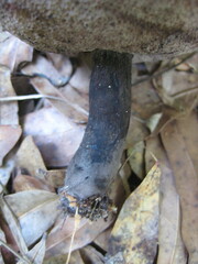 Tylopilus griseocarneus