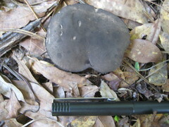 Tylopilus griseocarneus