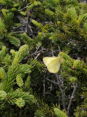 Colias pelidne