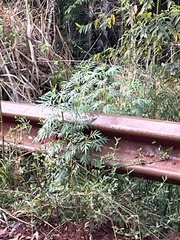 Senecio brasiliensis
