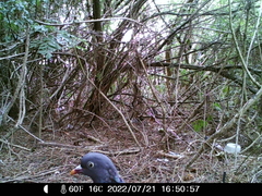 Columba palumbus