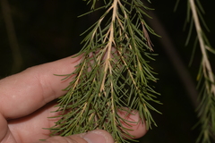 Melaleuca rhaphiophylla