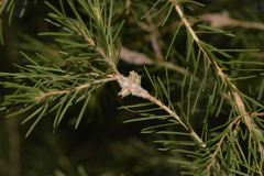 Melaleuca rhaphiophylla