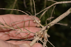Melaleuca rhaphiophylla