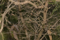 Melaleuca rhaphiophylla