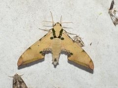 Ambulyx sericeipennis