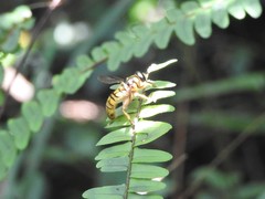 Milesia sinensis