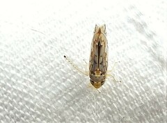 Scaphoideus opalinus