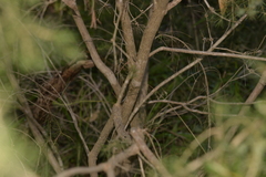 Melaleuca rhaphiophylla