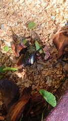 Cheirotonus formosanus